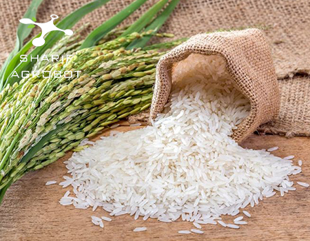 سم‌پاشی مزارع برنج با پهپاد در راستای بهره‌وری بیشتر و تولید پایدار