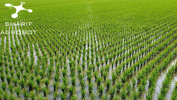 سم‌پاشی مزارع برنج با پهپاد