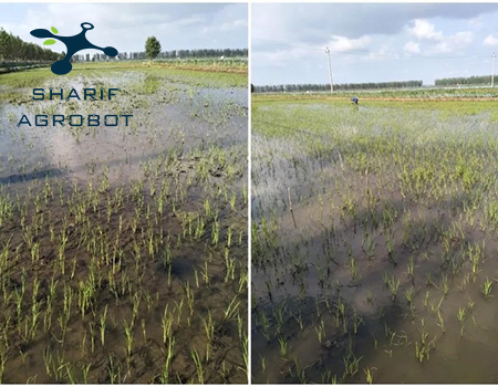 کشت مستقیم برنج با پهپاد-تجارب موفق استفاده‌های تجاری و تحقیقاتی از پهپادها در کشاورزی هوشمند